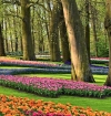 Megnyílt a Keukenhof virágkiállítás: ezért dobban meg tavasszal egész Hollandia szíve