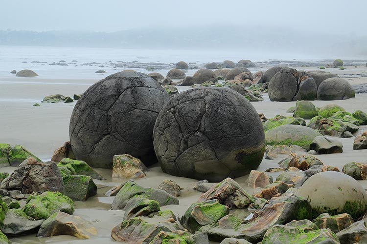 moreaki gombsziklak 01